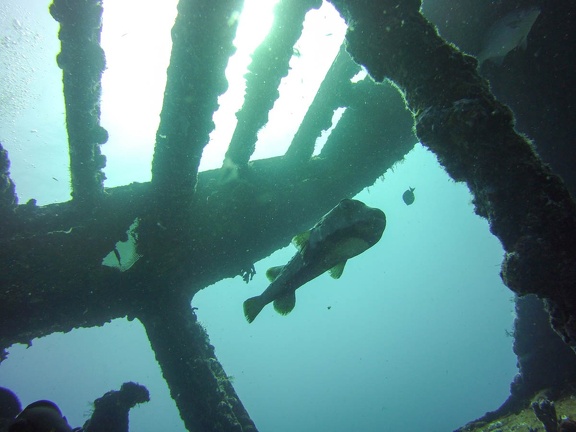 2016-05-Tanya-diving-Mexico-18