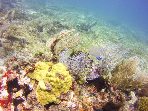 2016-05-Tanya-diving-Mexico-40