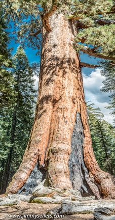 2014-09-Yosemite-364-Panorama-big-tree