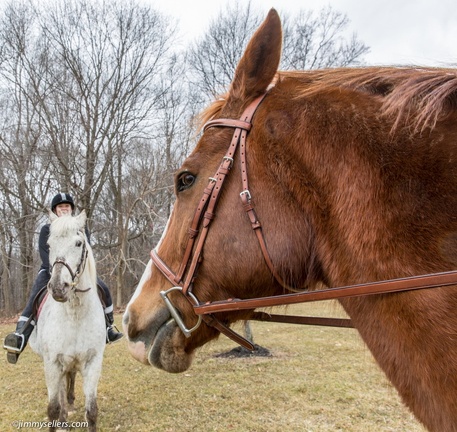 2015-03-15-Tanya-Cinnamon-Horses-50