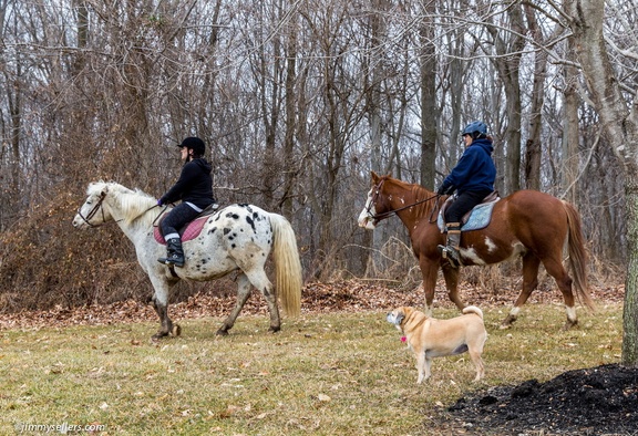 2015-03-15-Tanya-Cinnamon-Horses-63