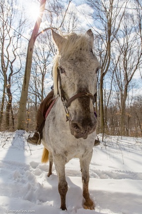 2015-03-08-Tanya-horses-dogs-woods-snow-47