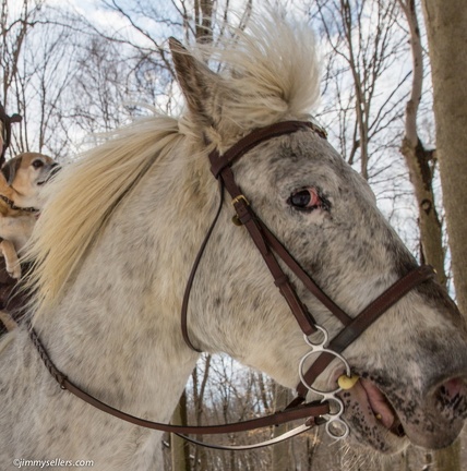 2015-03-08-Tanya-horses-dogs-woods-snow-48