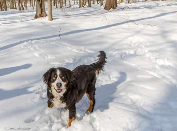 2015-03-08-Tanya-horses-dogs-woods-snow-53