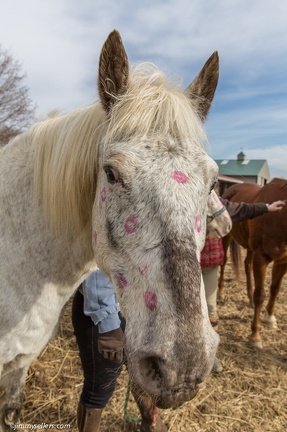 2015-02-08-Tanya-Horses-Valentines-Day-3