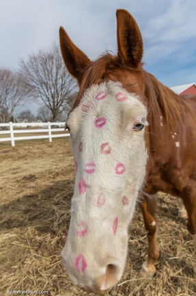 2015-02-08-Tanya-Horses-Valentines-Day-7