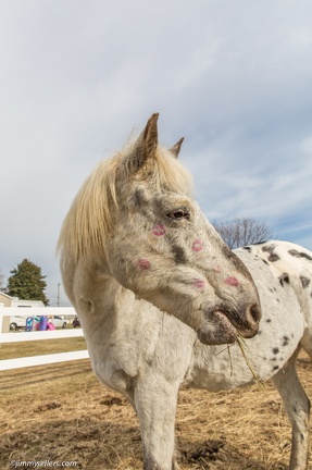 2015-02-08-Tanya-Horses-Valentines-Day-28