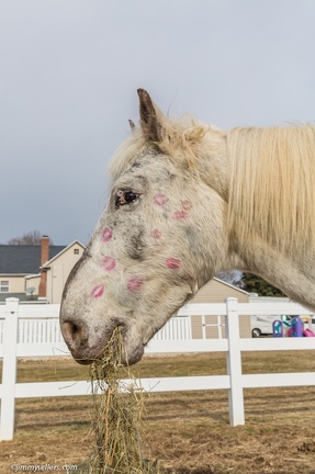 2015-02-08-Tanya-Horses-Valentines-Day-34