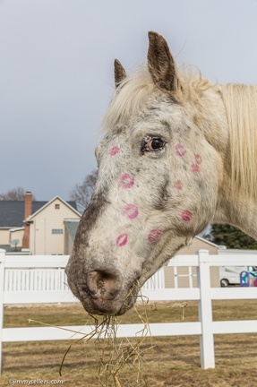 2015-02-08-Tanya-Horses-Valentines-Day-35