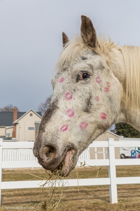 2015-02-08-Tanya-Horses-Valentines-Day-36