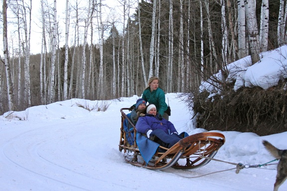 Winter-Carnival-2012-Aspen-Dog-Sled-6