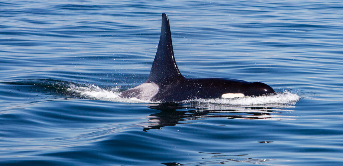 Whale watching Orcas Island Washington | My corner of the internets